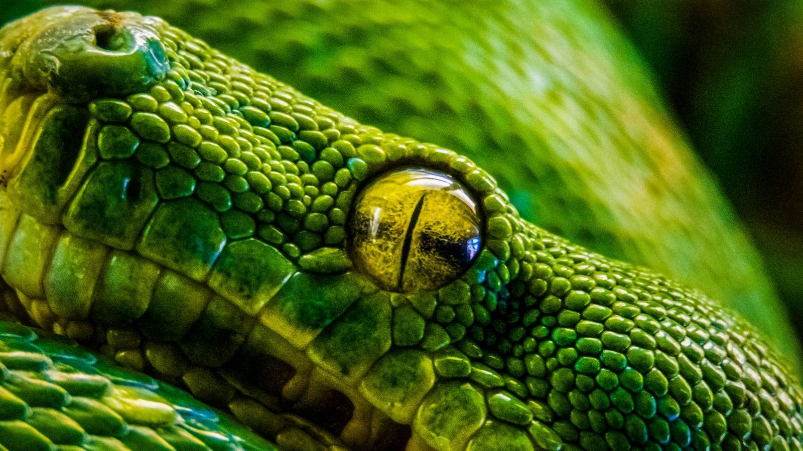 Belajar SQLAlchemy ORM dengan Python: Panduan Lengkap Mengelola Database Tanpa Menulis SQL Manual
