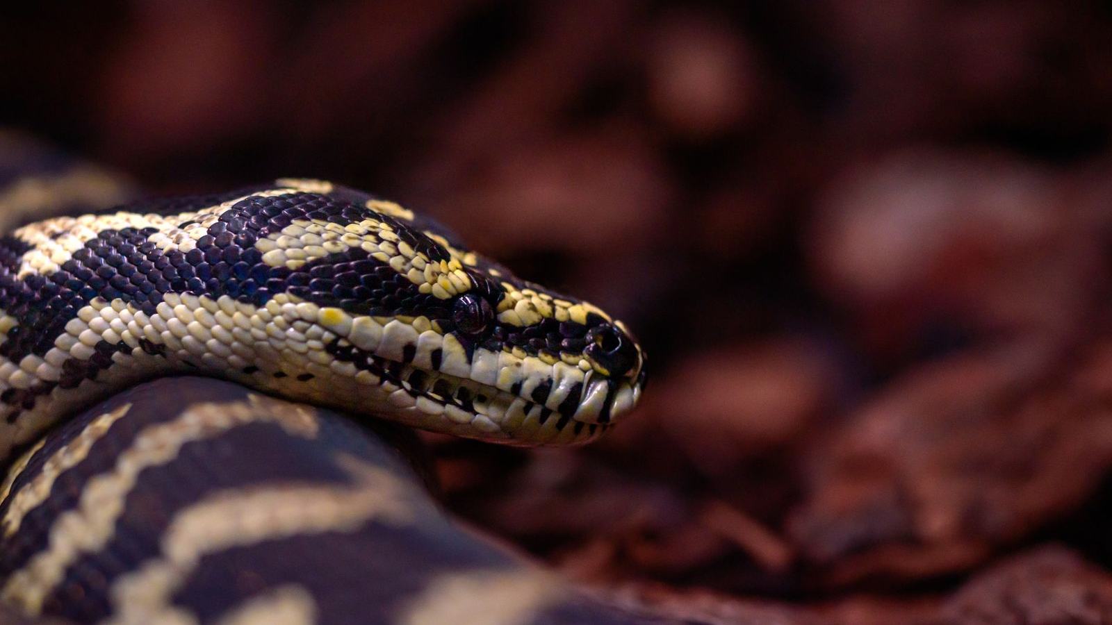 Menguasai Async/Await di Python: Panduan Lengkap asyncio untuk I/O Concurrency
