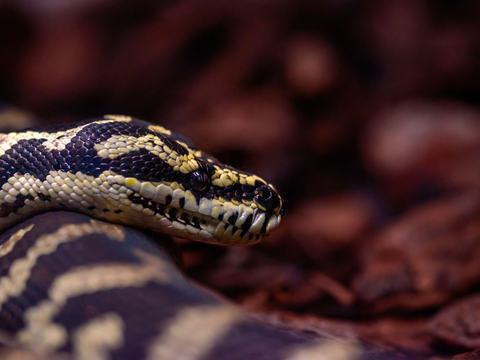 Menguasai Async/Await di Python: Panduan Lengkap asyncio untuk I/O Concurrency
