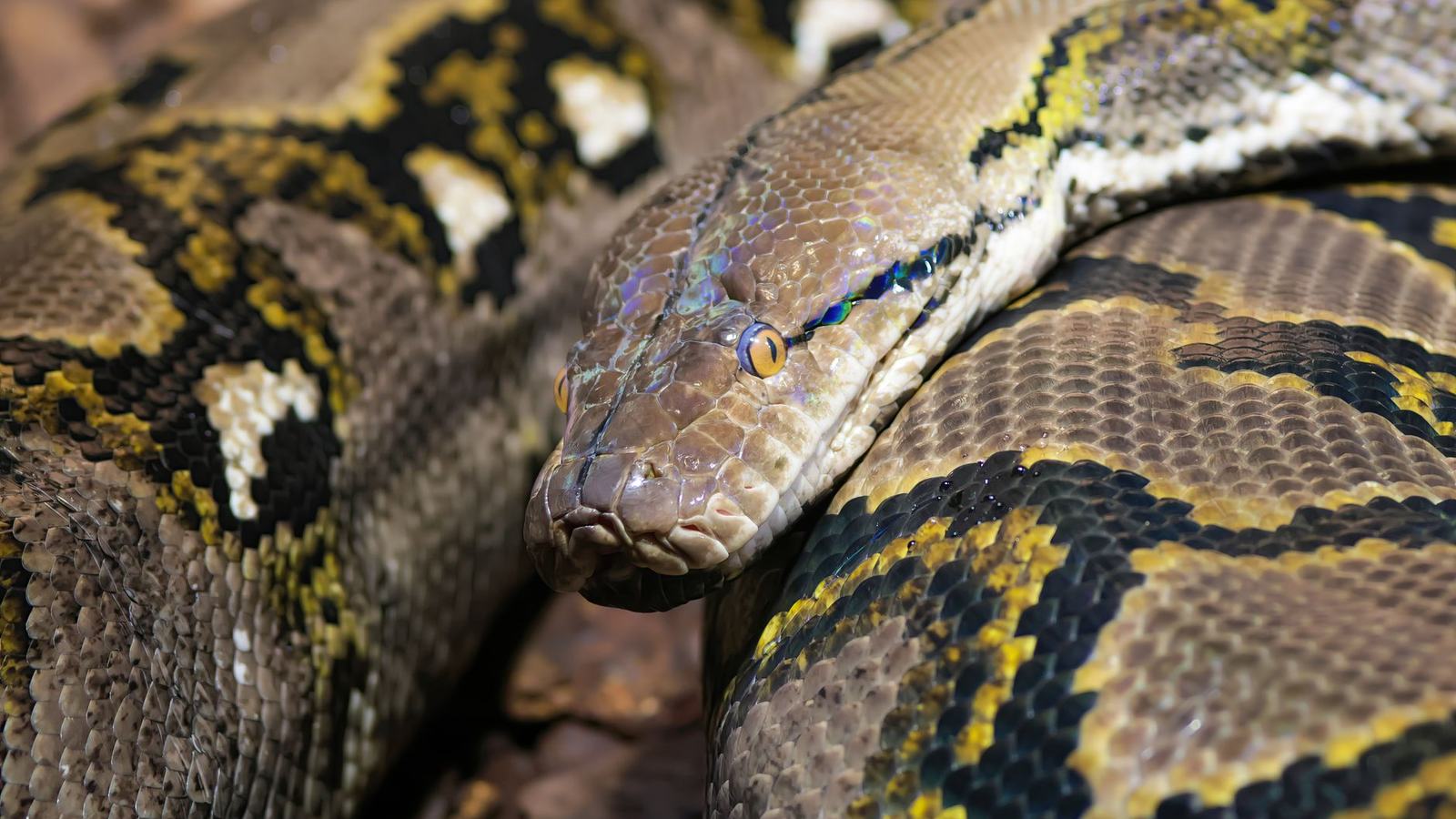 Menguasai Pydantic: Validasi Data dan Type Hints di Python dengan Mudah