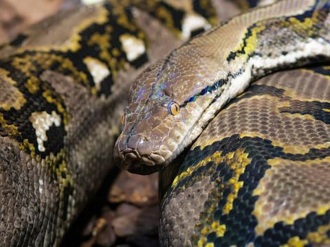 Menguasai Pydantic: Validasi Data dan Type Hints di Python dengan Mudah