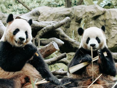 Pandas untuk Analisis Data dengan Python: Panduan Lengkap dari Nol