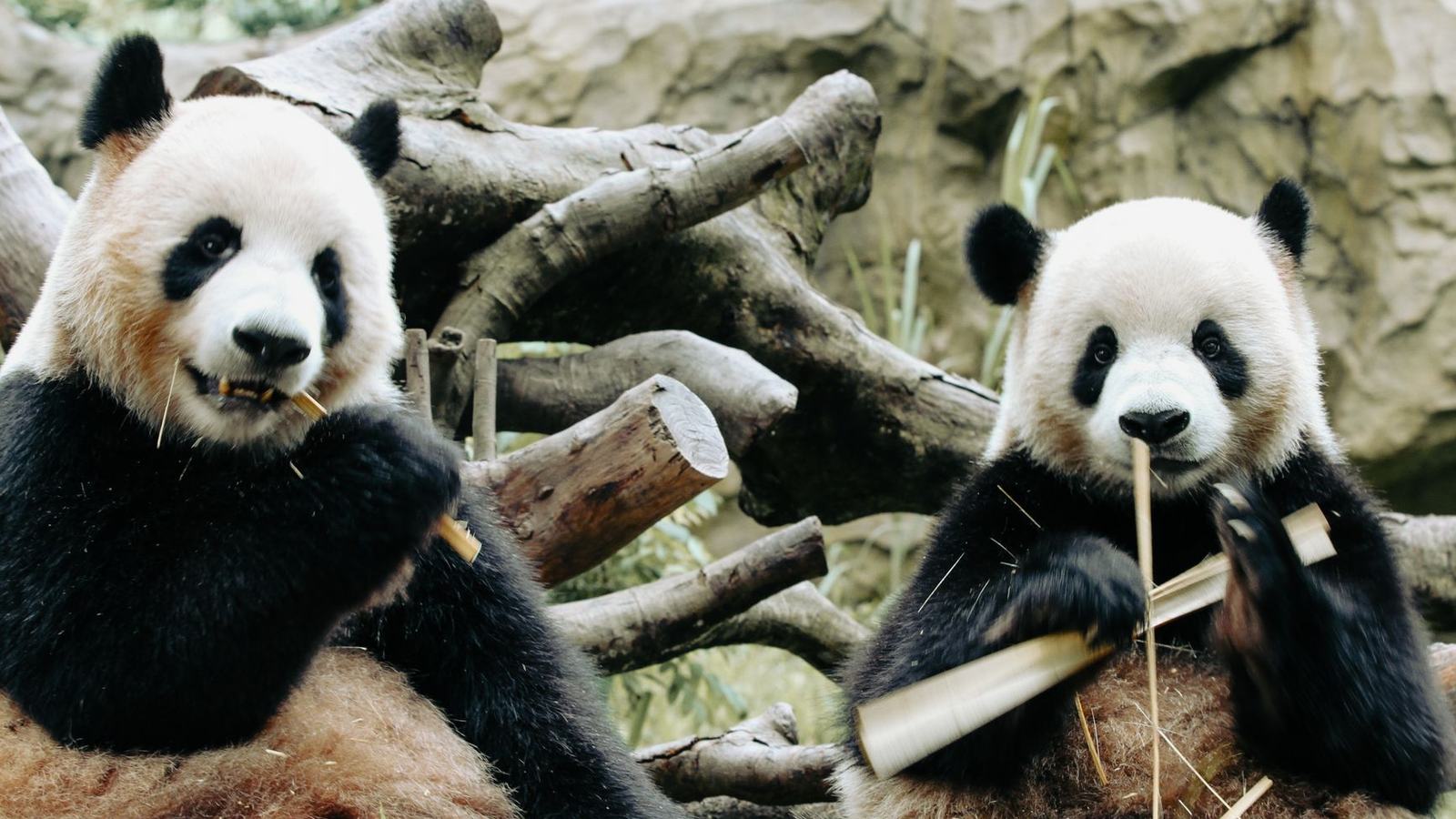 Pandas untuk Analisis Data dengan Python: Panduan Lengkap dari Nol