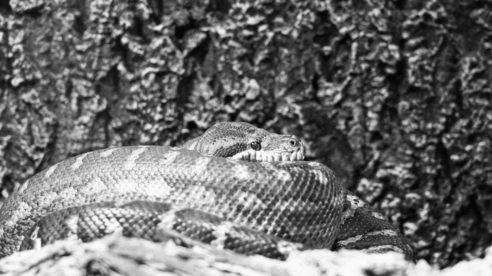 Python Decorators: Panduan Lengkap Memahami & Membuat Decorator dari Nol